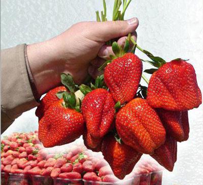 Strawberry Gigantella - an amazing variety of large berries