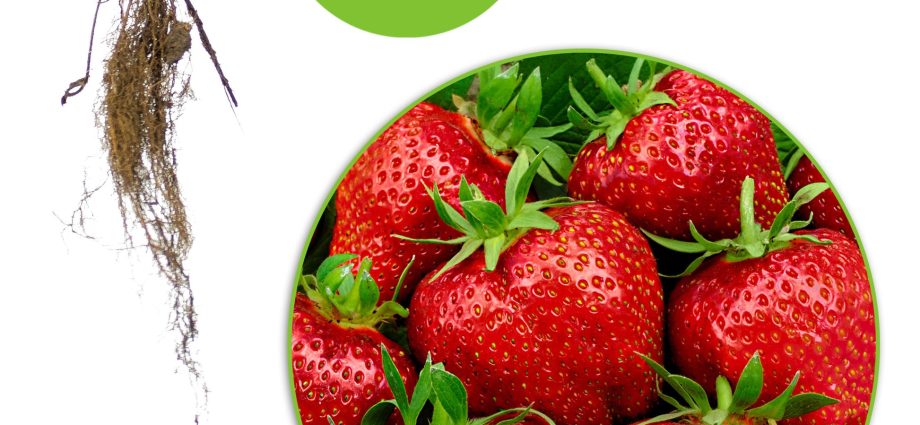 Strawberry Gigantella &#8211; an amazing variety of large berries