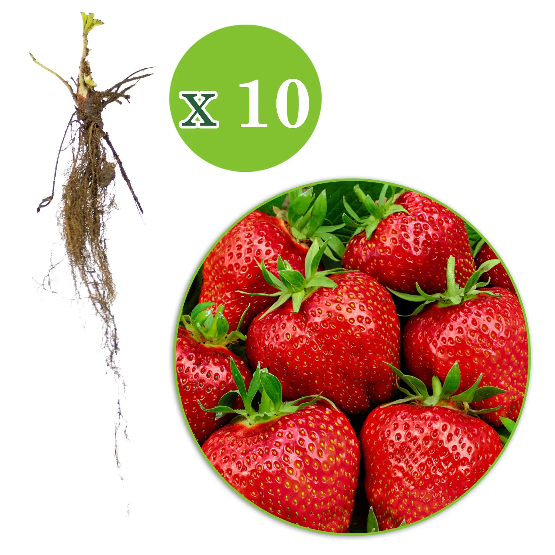 Strawberry Gigantella &#8211; an amazing variety of large berries