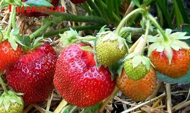 Strawberry Gigantella Maxim: care and cultivation