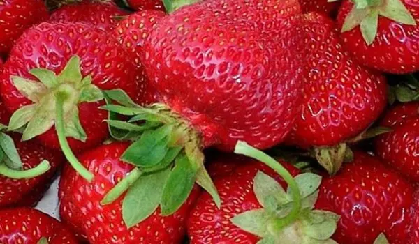 Strawberry Kimberly - an unusual variety with a pleasant caramel taste