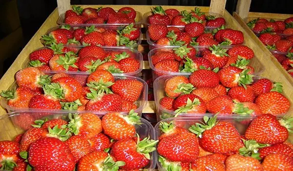 Strawberry Kimberly - an unusual variety with a pleasant caramel taste