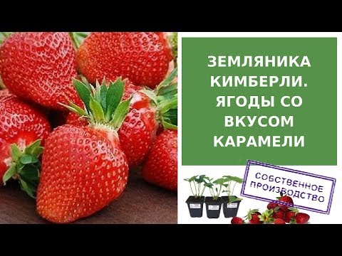 Strawberry Kimberly