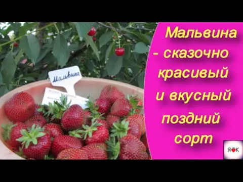 Strawberry Malvina