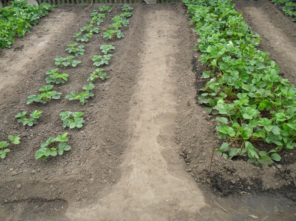 Strawberry Mare de Bois: the virtues of the French variety