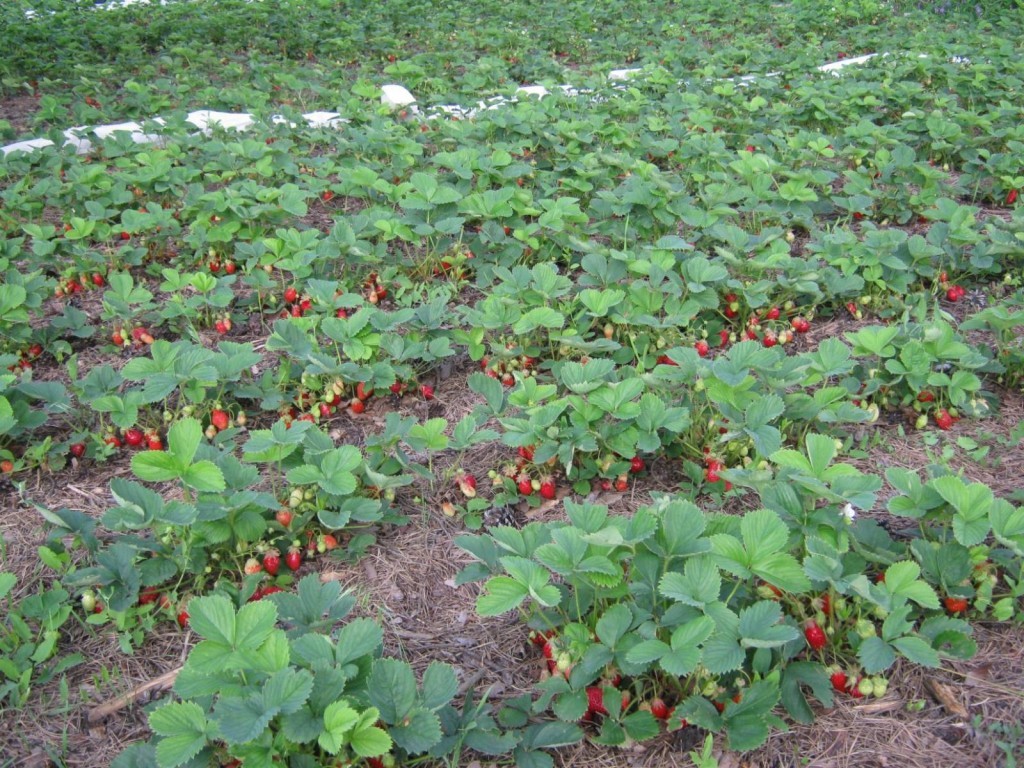 Strawberry Mare de Bois: the virtues of the French variety