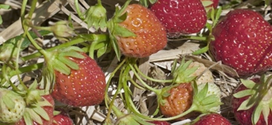 Strawberry Mare de Bois: the virtues of the French variety