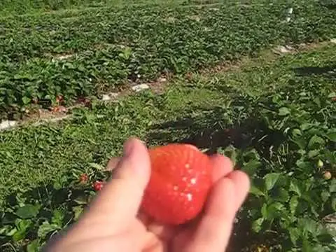 Strawberry Marmalade