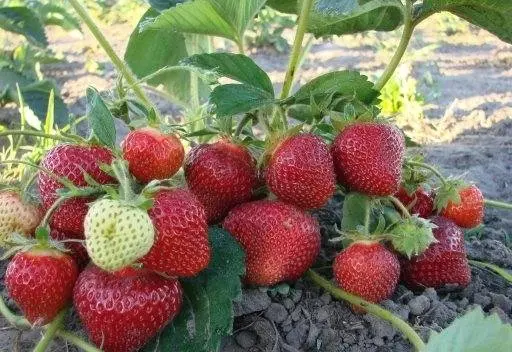 Strawberry Marmalade