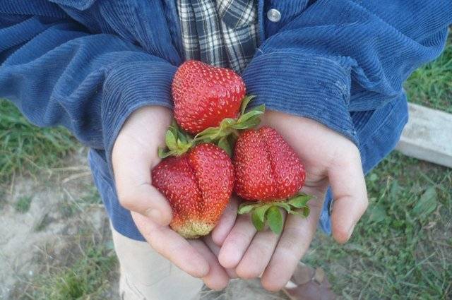 Strawberry Maryshka