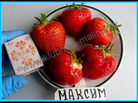 Strawberry Maxim