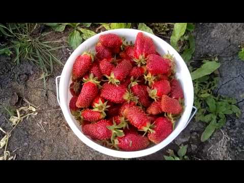 Strawberry Merchant