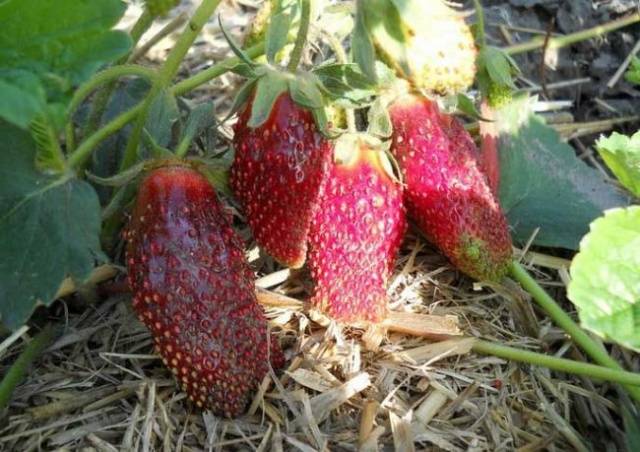 Strawberry Merchant