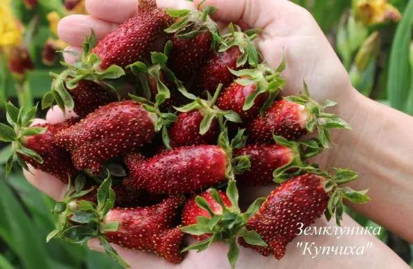 Strawberry Merchant