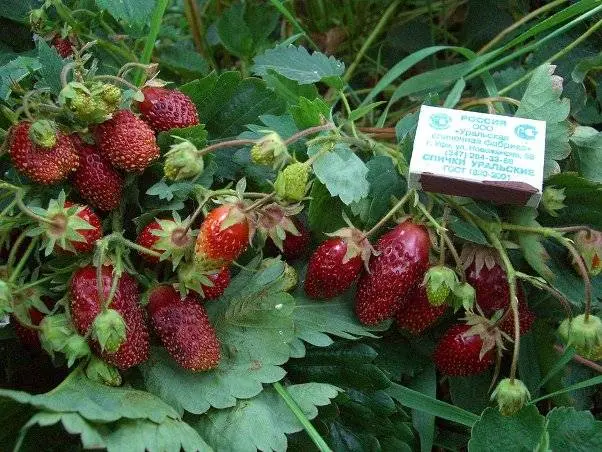 Strawberry Merchant