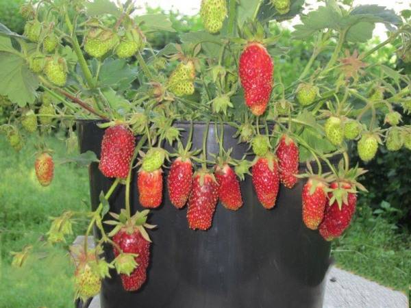 Strawberry Merchant