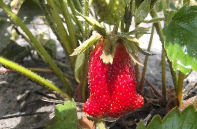 Strawberry Merchant