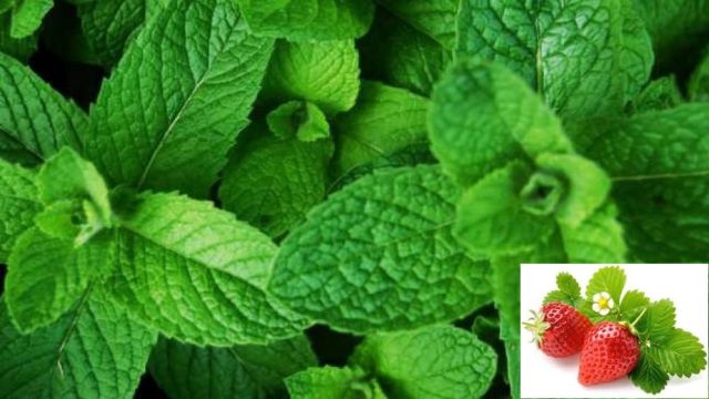 Strawberry mint: reviews, description, photo