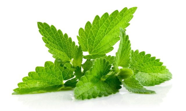 Strawberry mint: reviews, description, photo