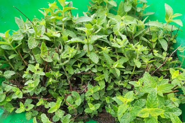 Strawberry mint: reviews, description, photo