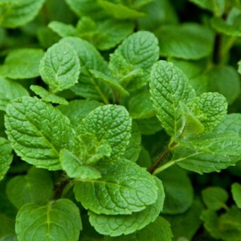 Strawberry mint: reviews, description, photo