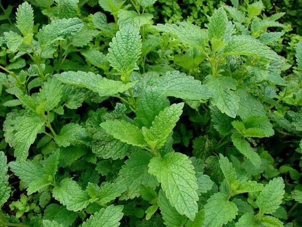 Strawberry mint: reviews, description, photo