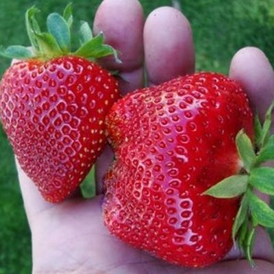 Strawberry Moling Pandora