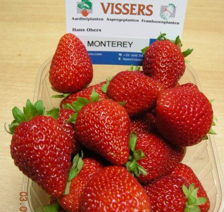 Strawberry Monterey