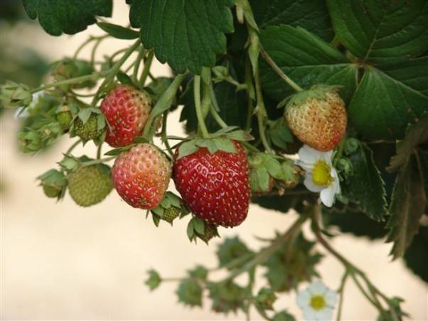 Strawberry Moscow delicacy