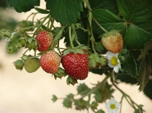 Strawberry Moscow delicacy