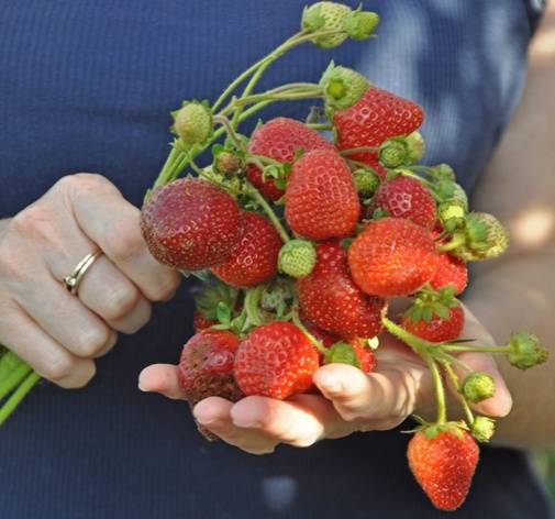 Strawberry Moscow delicacy