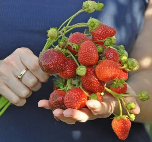 Strawberry Moscow delicacy