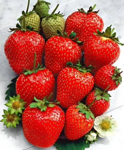 Strawberry Ostara