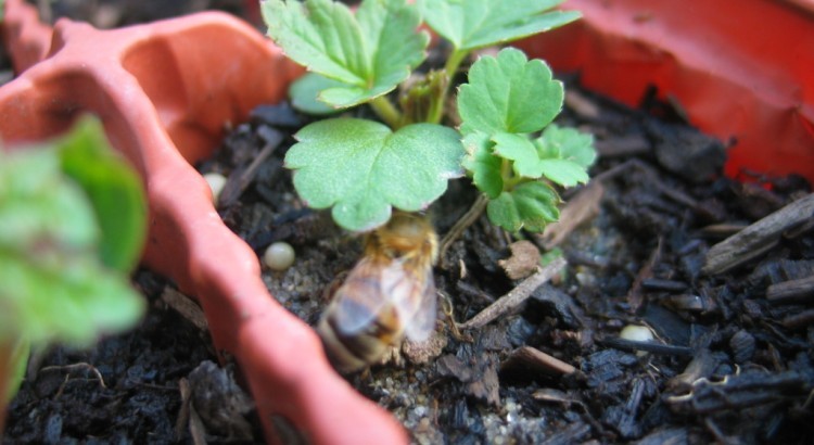 Strawberry pests and their control, prevention