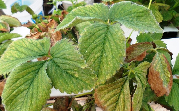 Strawberry pests and their control, prevention