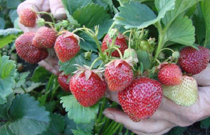 Strawberry pests and their control, prevention