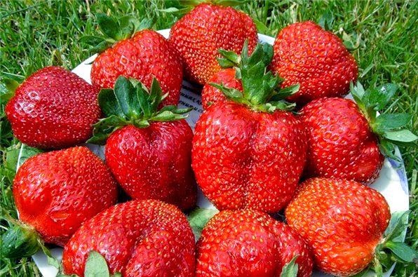 Strawberry pests and their control, prevention