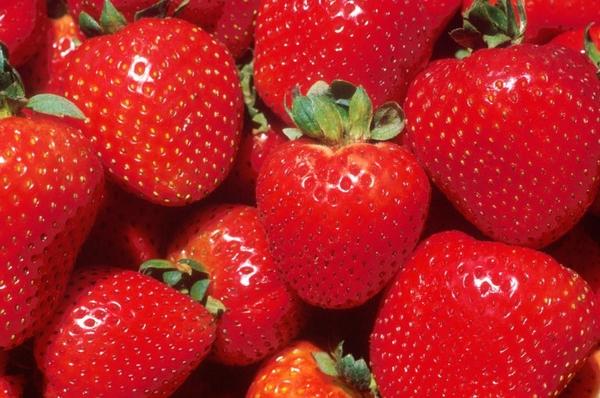 Strawberry pests and their control, prevention