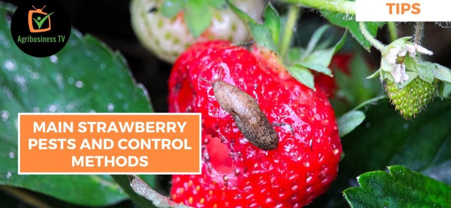 Strawberry pests and their control, prevention