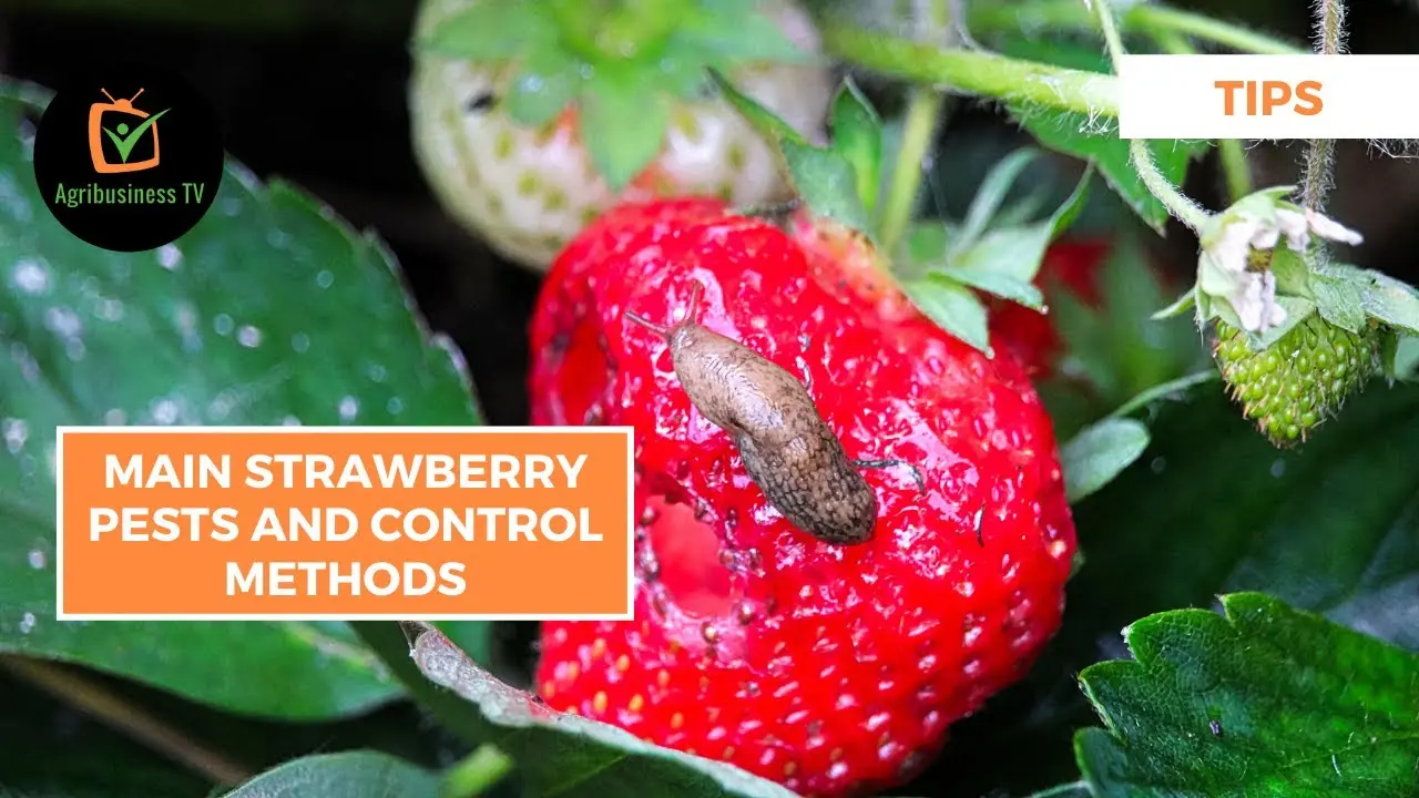 Strawberry pests and their control, prevention