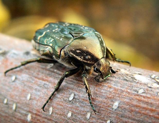 Strawberry pests: photos and their treatment