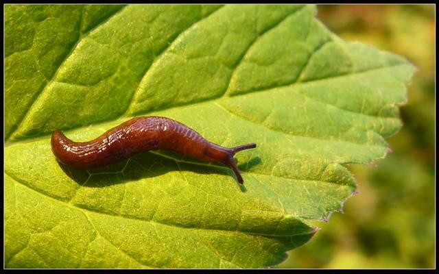 Strawberry pests: photos and their treatment