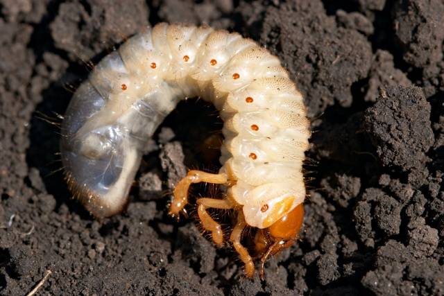 Strawberry pests: photos and their treatment