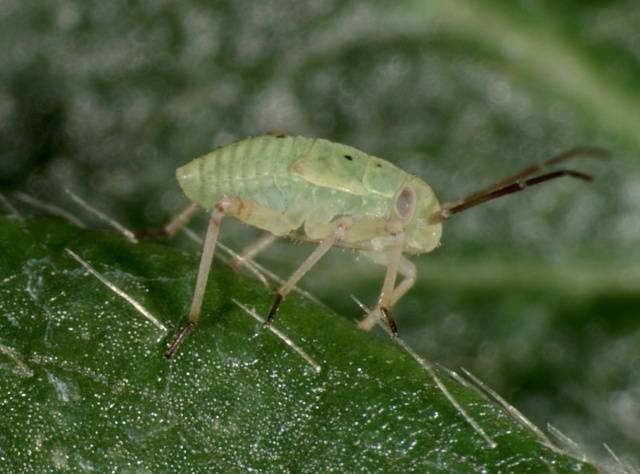 Strawberry pests: photos and their treatment