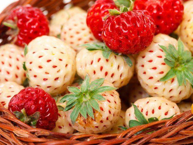 Strawberry Pineberry (Pineapple)