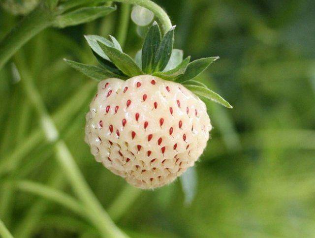 Strawberry Pineberry (Pineapple)