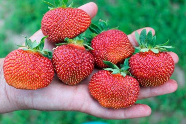 Strawberry Polk (Polka)