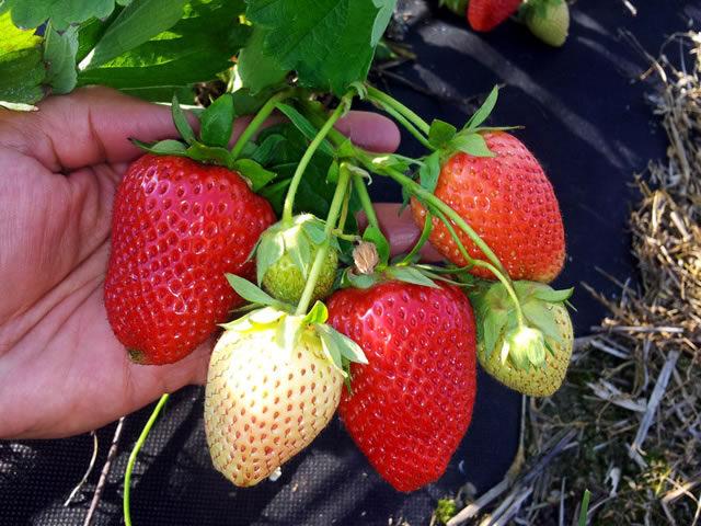 Strawberry Premy (Accept): description, when bred, yield