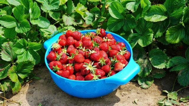 Strawberry Premy (Accept): description, when bred, yield