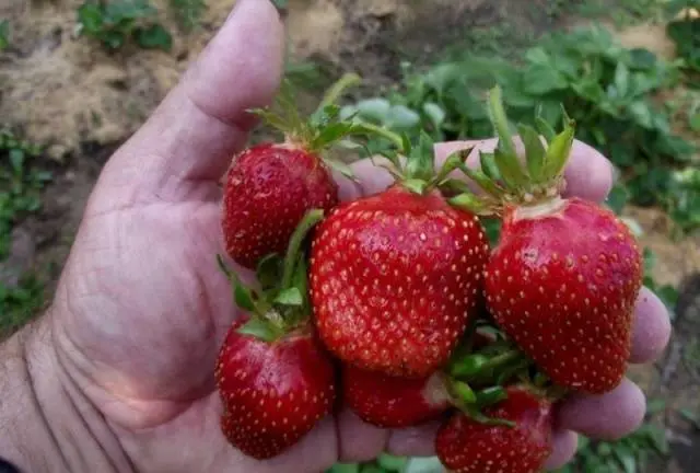 Strawberry Queen